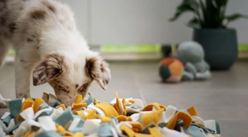 The Importance of Letting Your Dog Sniff