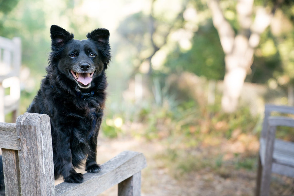 What is Positive Reinforcement