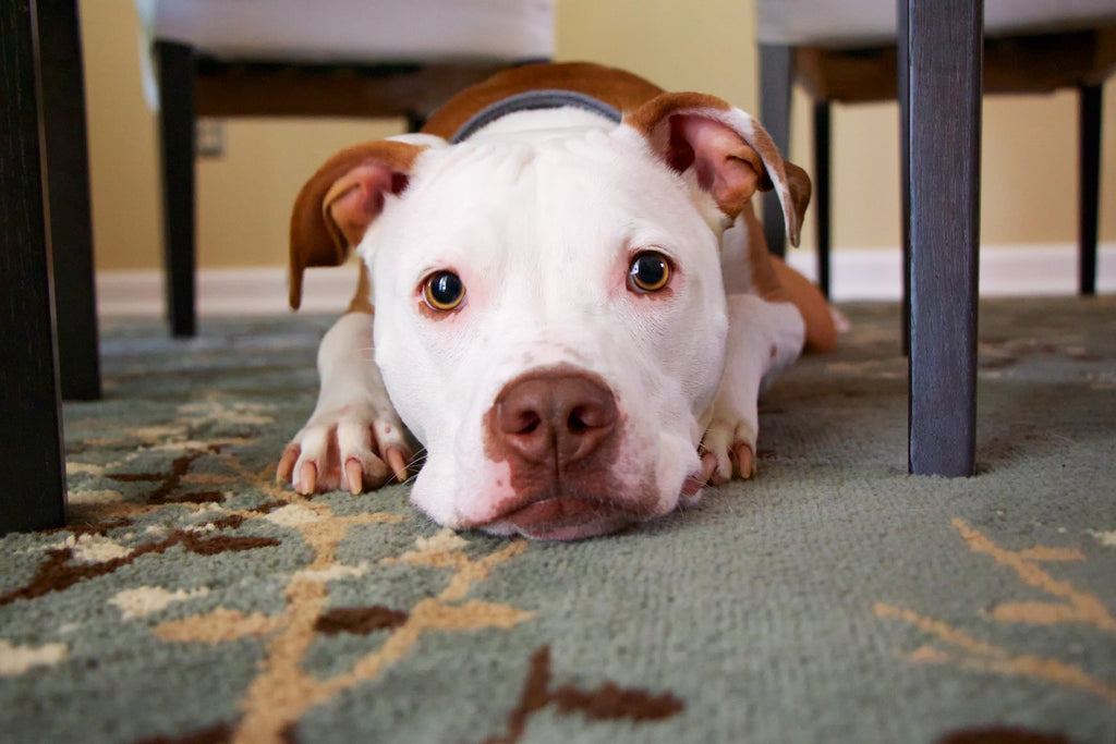 My Puppy is Scared of the Vacuum