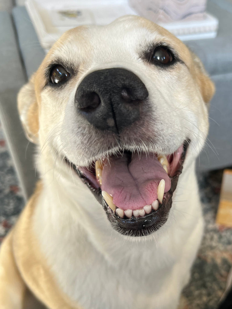 Happy Adult Dog Ready for School