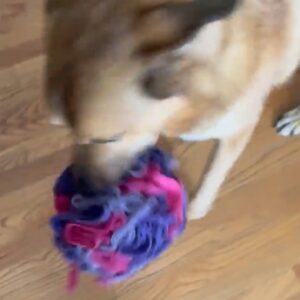 Snuffle Ball for Dogs