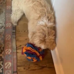 Snuffle Ball for Dogs