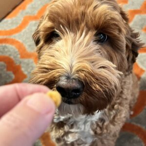 Gluten Free Cheddar Dog Training Treats