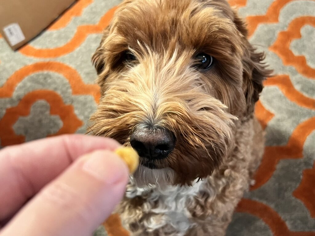 The Treat Jar