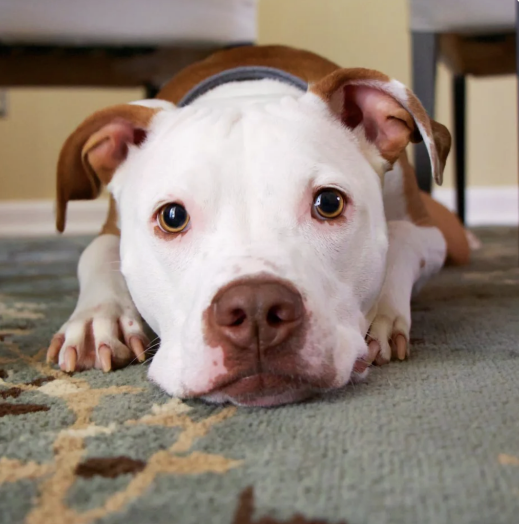 Puppy is Afraid of the Vacuum