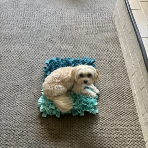 Snuffle Mat for Dogs