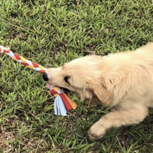 Tug Time Fleece Dog Toy