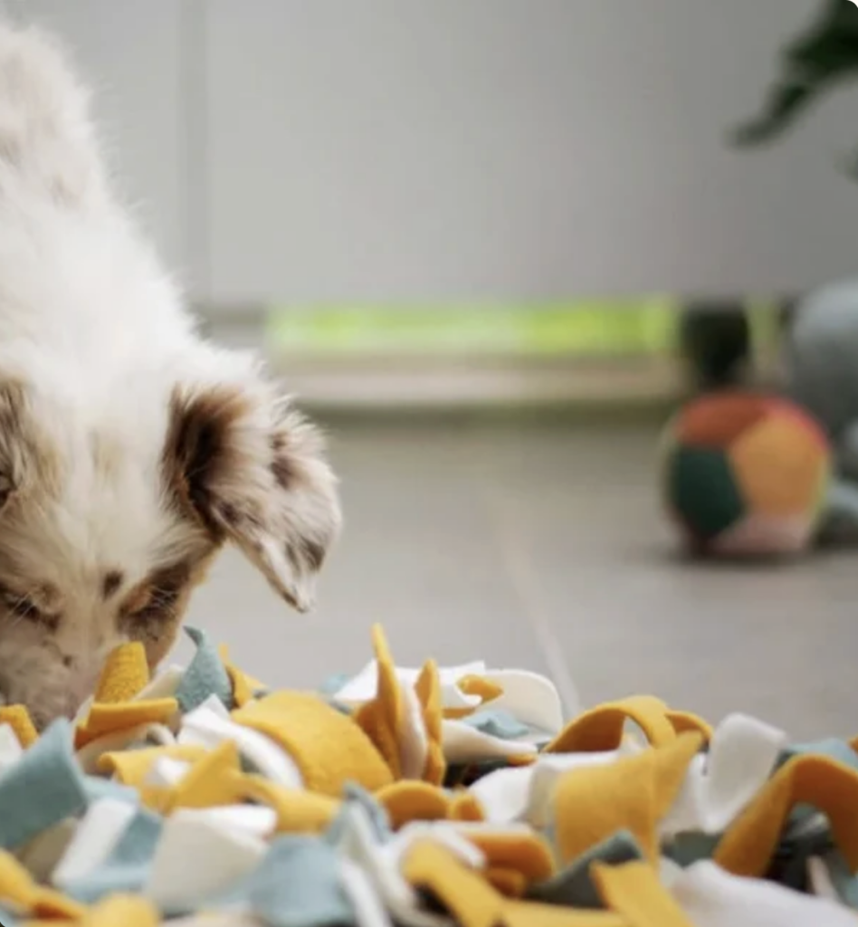 dog sniffing for treats in a snuffle mat