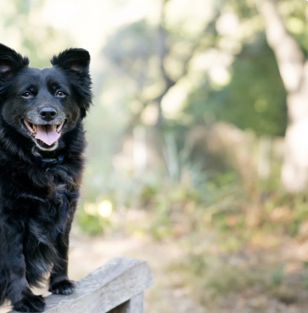 positive reinforcement in dog training