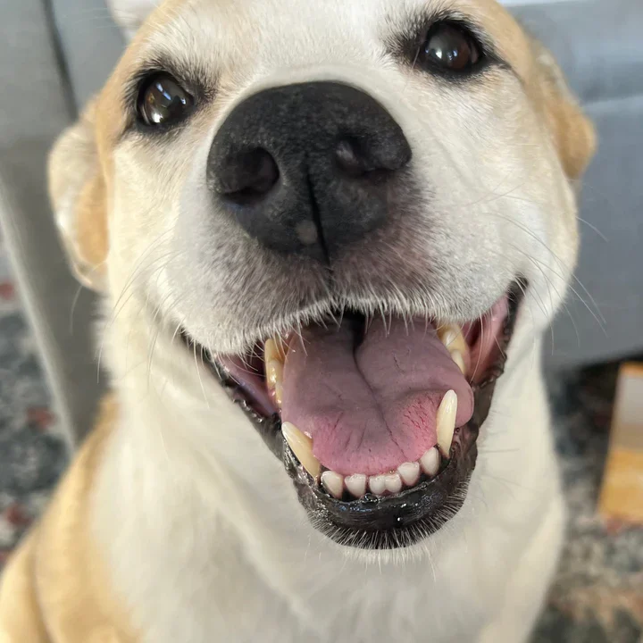 Happy_Adult_Dog_720x