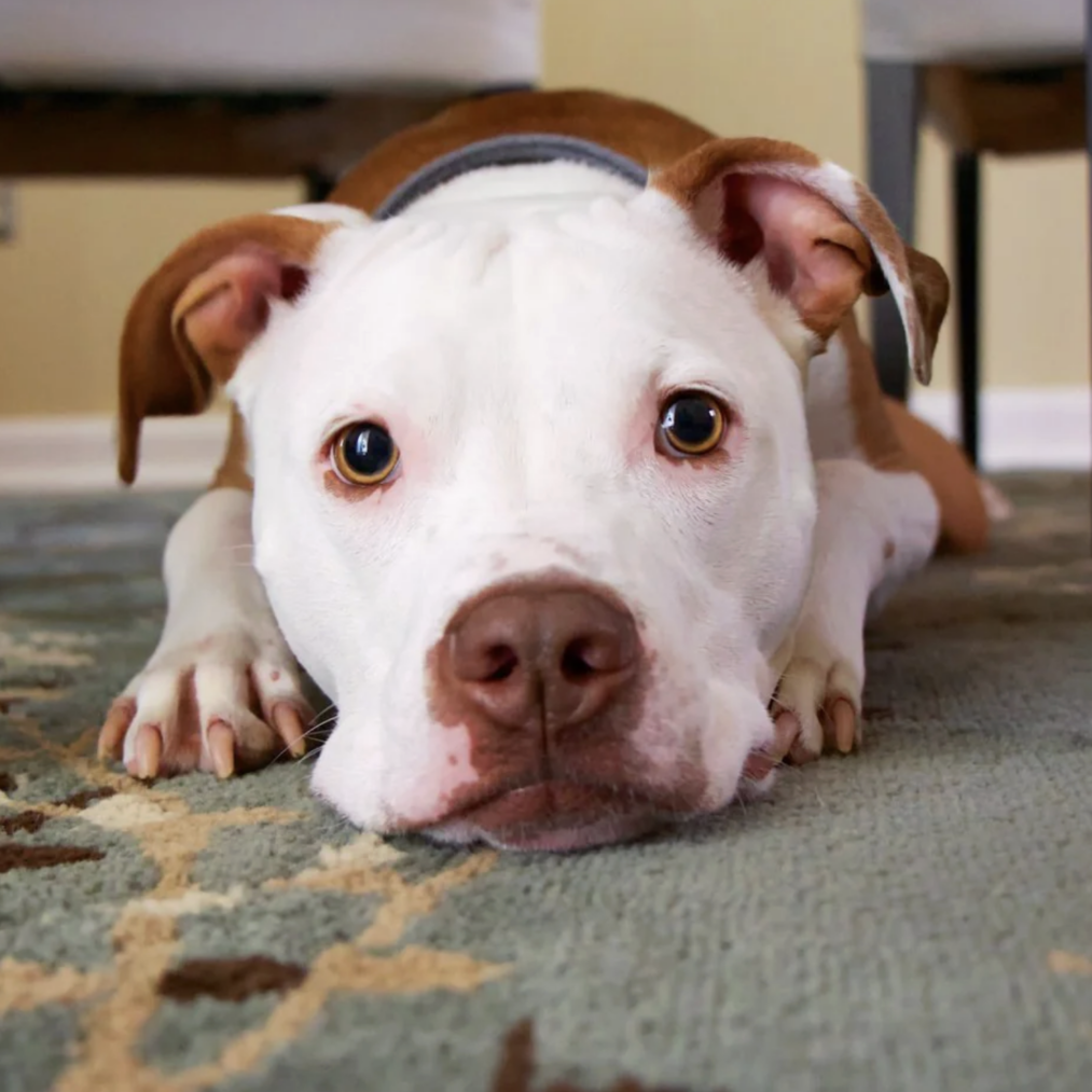 Puppy is Afraid of the Vacuum