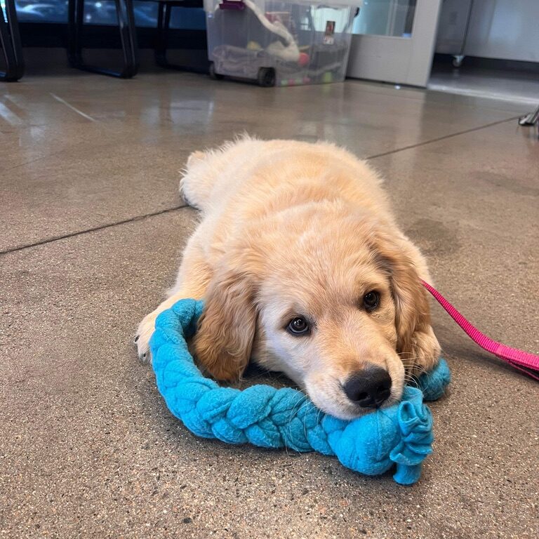 Tug Time Rope Dog Toy Resting Joy