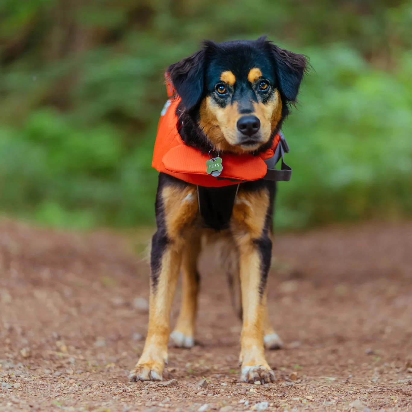 dog-in-lifejacket_2048x