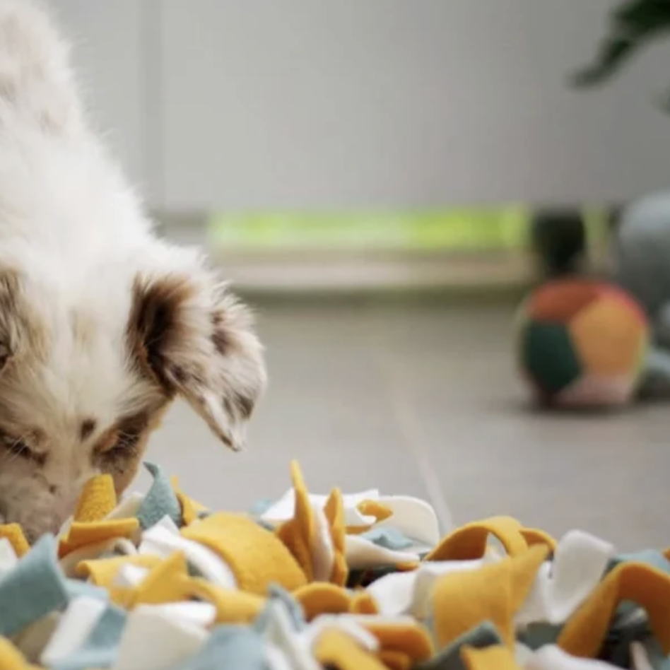 dog sniffing for treats in a snuffle mat