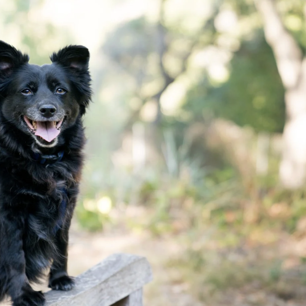 positive reinforcement in dog training