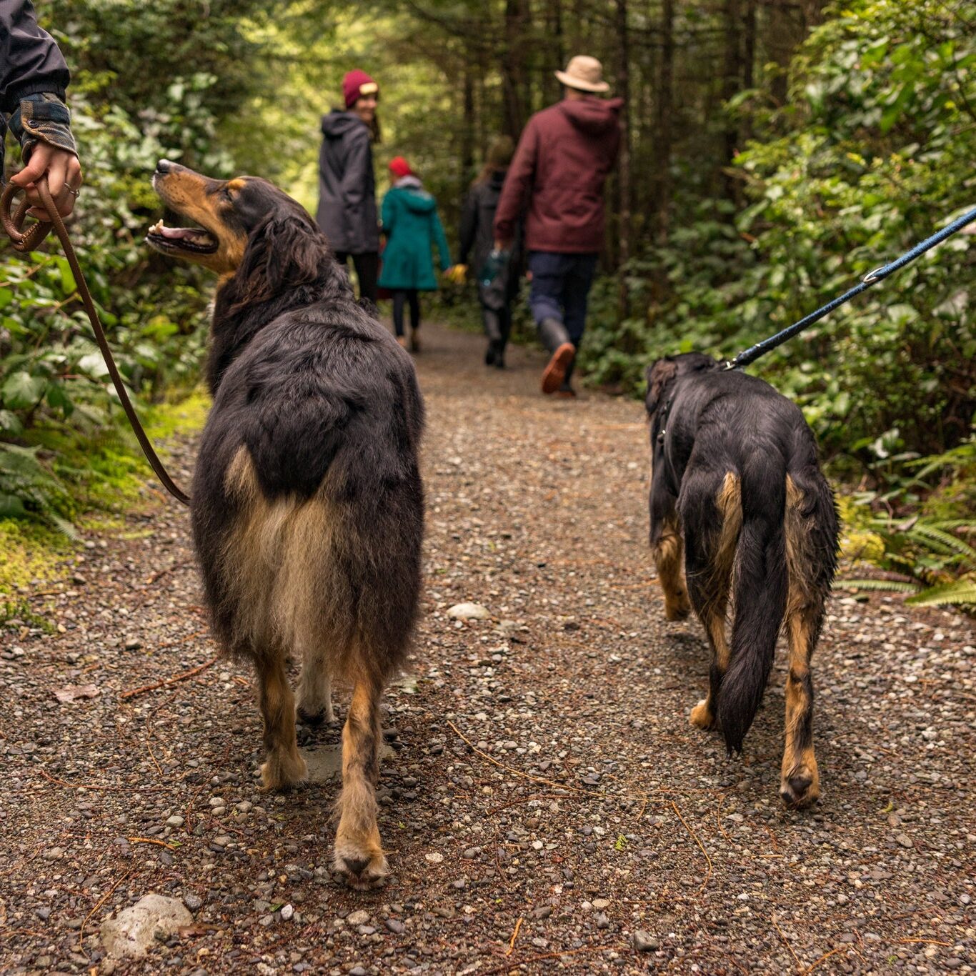 two-dogs-loving-life-as-they-hike-through-woods_2048x